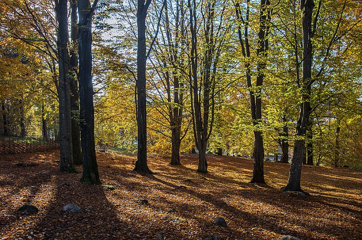 Stadsparken-höst.jpg