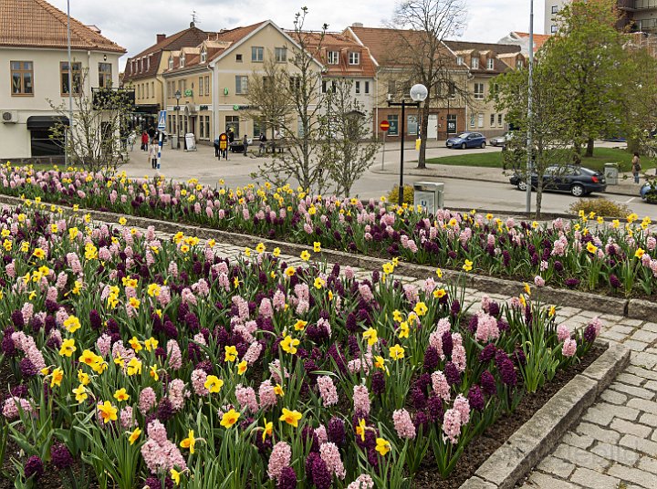 Vårlökar1-stad.jpg