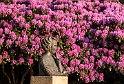 Rhododendron-Sparrestatyn