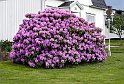 Rhododendron