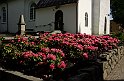 Rodondendron-o-kyrka
