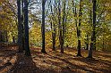 Stadsparken-höst