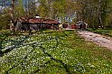 Stadsparken-vitsippor1