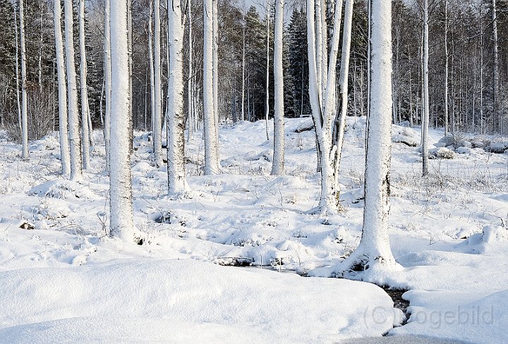 Skog-vinter-2.jpg