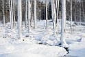 Skog-vinter-2